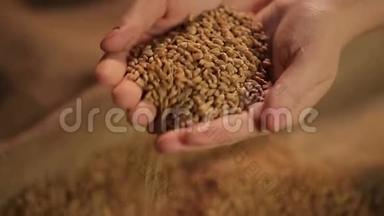 取一把小麦的人，小心地倒在布上，产品质量